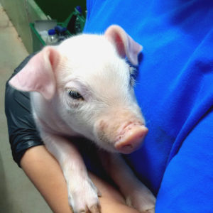 porc 4