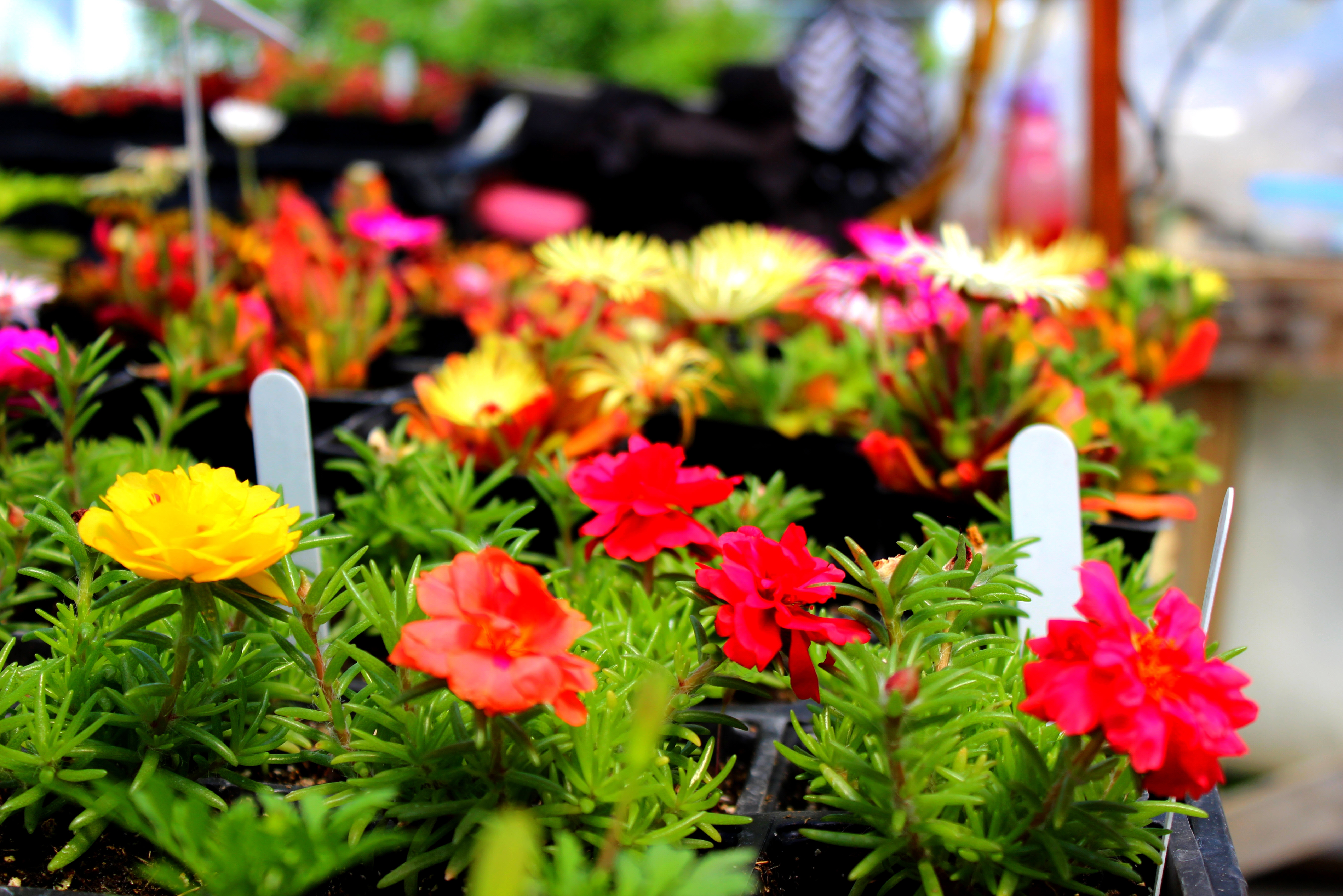 Le DEP en Horticulture et jardinerie – Inscrivez-vous avant le 29 mai ...